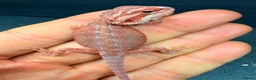 Bearded Dragon reptiles for sale: Red Monster baby bearded dragons ready to go!  - Advert 9