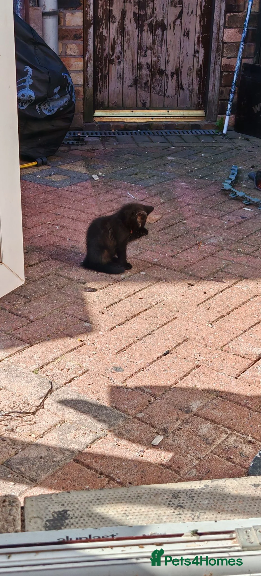 Mixed Breed cats for sale: Gorgeous black kitten looking for his forever home - Advert 2
