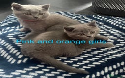 British Shorthair cats for sale: Beautiful British short hair kittens  - Image 11