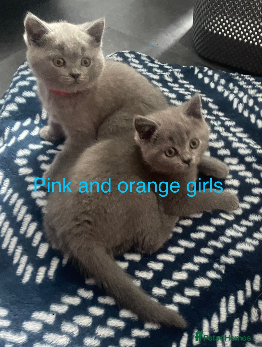 British Shorthair cats for sale: Beautiful British short hair kittens  - Image 11