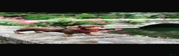 Miniature Dachshund dogs for sale: Superb quality KC registered Miniature Dachshunds - Advert 12