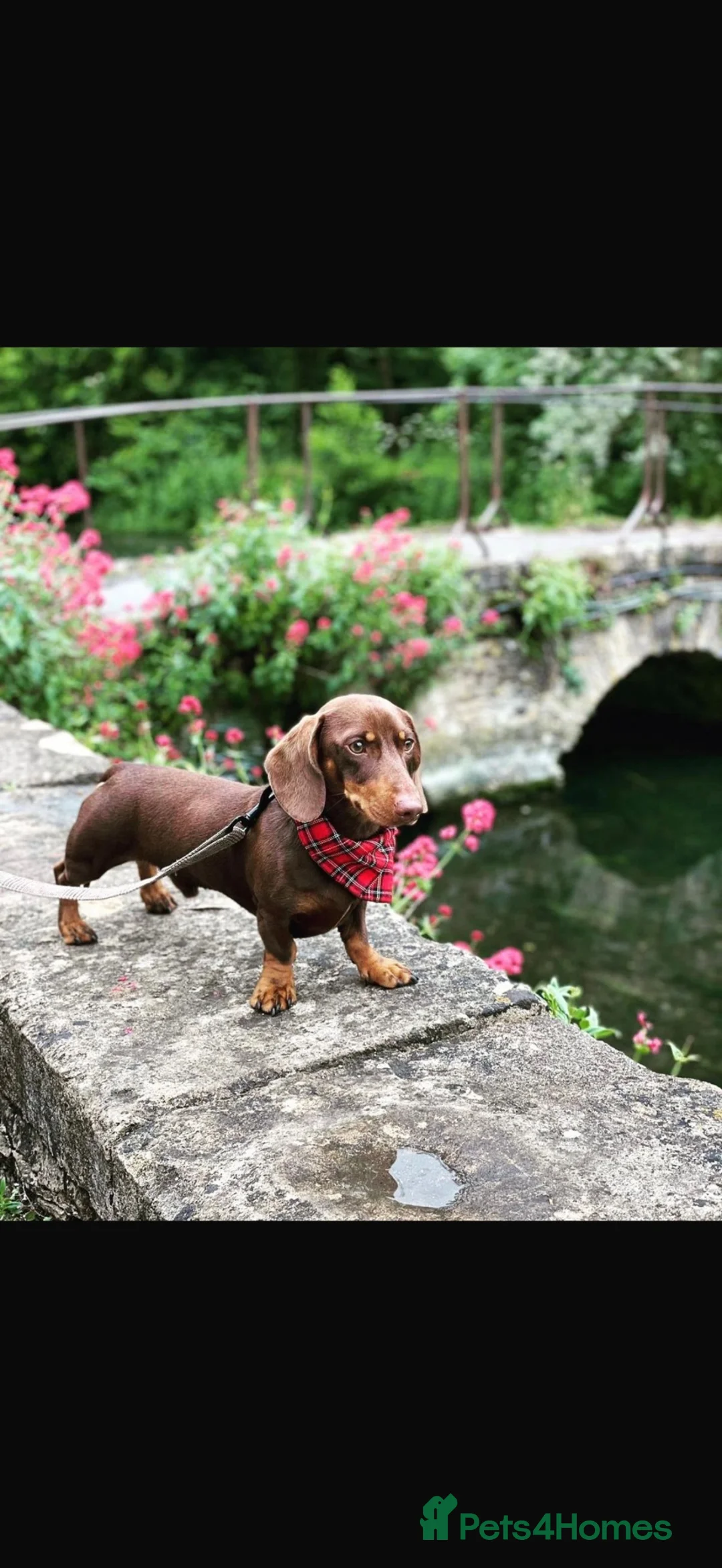 Miniature Dachshund dogs for sale: Superb quality KC registered Miniature Dachshunds - Advert 12