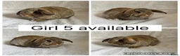 Mini Lop rabbits for sale: Beautiful baby mini lops CAN LEAVE NOW - Advert 9