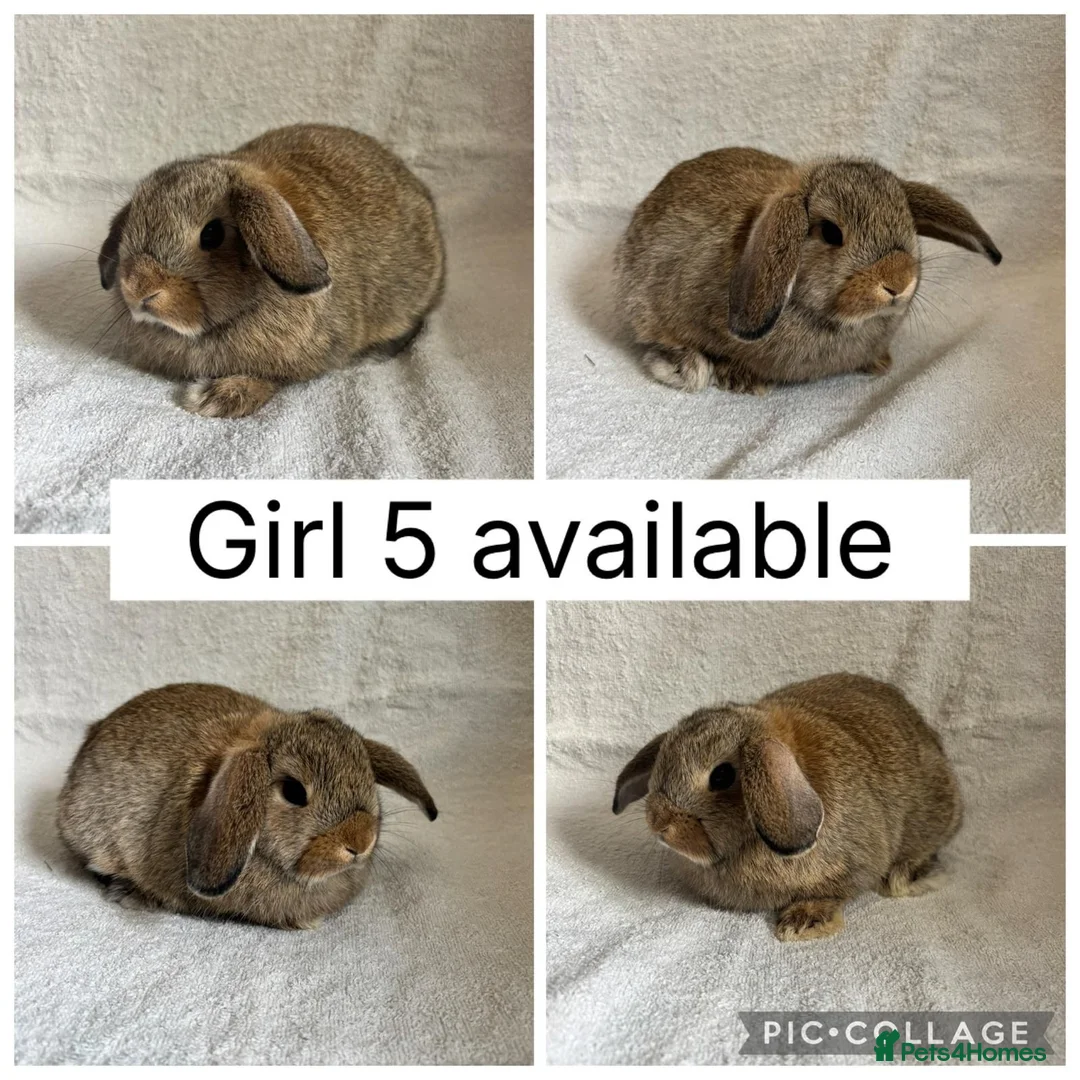 Mini Lop rabbits for sale: Beautiful baby mini lops CAN LEAVE NOW - Advert 9