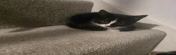 Mixed Breed cats for sale: 6 loving kittens looking for Forever homes  - Advert 8