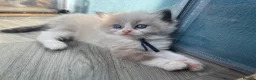 Ragdoll cats for sale: 💙Pedigree Ragdoll Male💙 - Advert 1