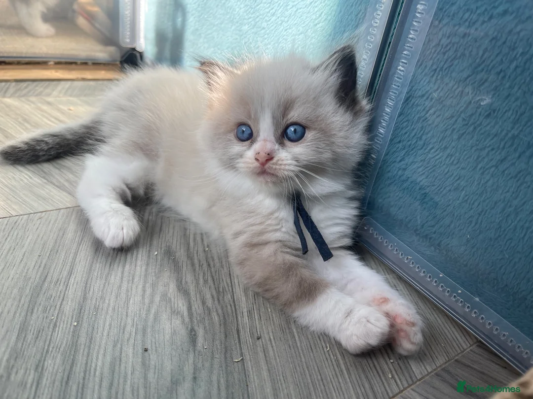 Ragdoll cats for sale: 💙Pedigree Ragdoll Male💙 - Advert 1