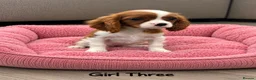 Cavalier King Charles Spaniel dogs for sale: *** KC REG DNA CLEAR CAVALIER KING CHARLES**  - Advert 12