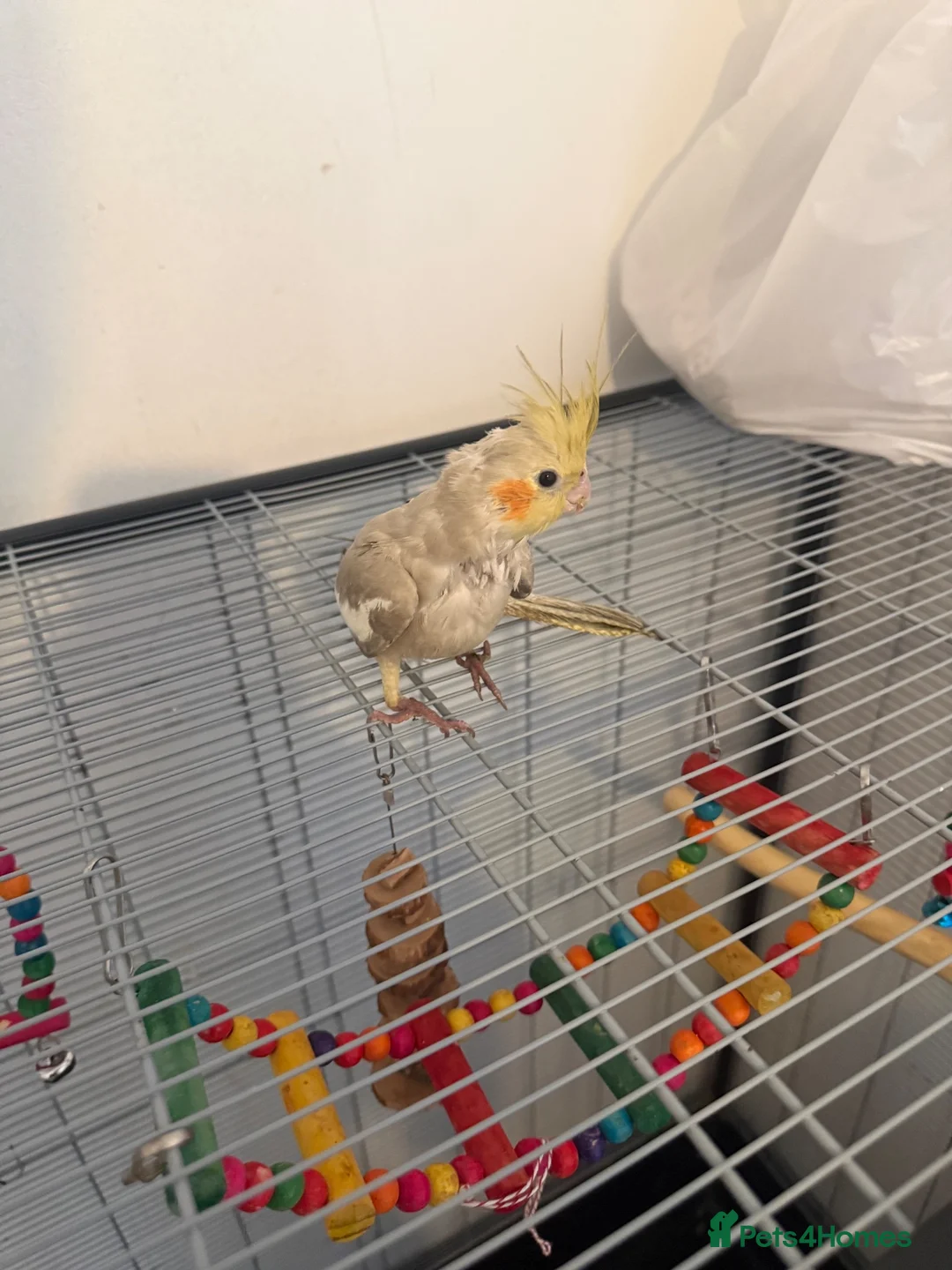 Cockatiels birds for sale: Tame Young Baby Pied Cockatiel - Advert 2