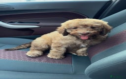 Cockapoo dogs for sale: Berdoodle 11 weeksold FULLY VACCINATED  - Image 9