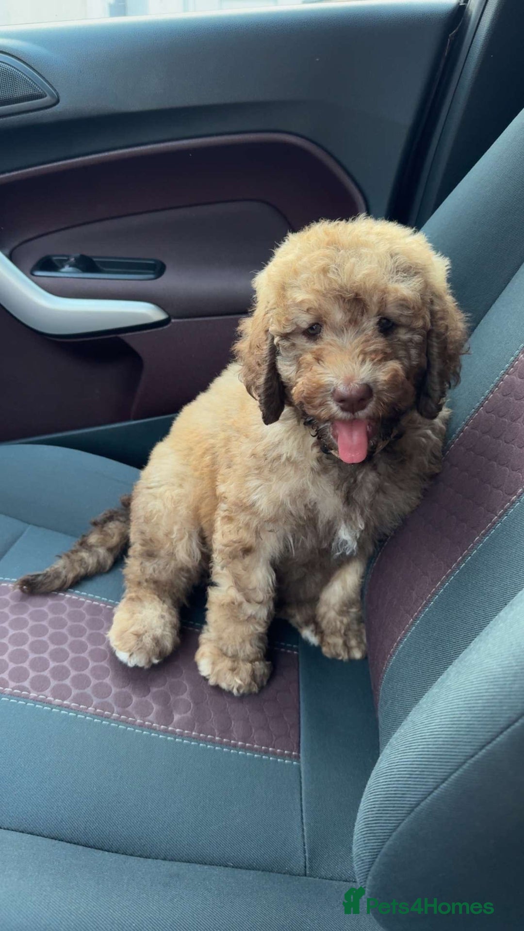 Cockapoo dogs for sale: Berdoodle 11 weeksold FULLY VACCINATED  - Image 9
