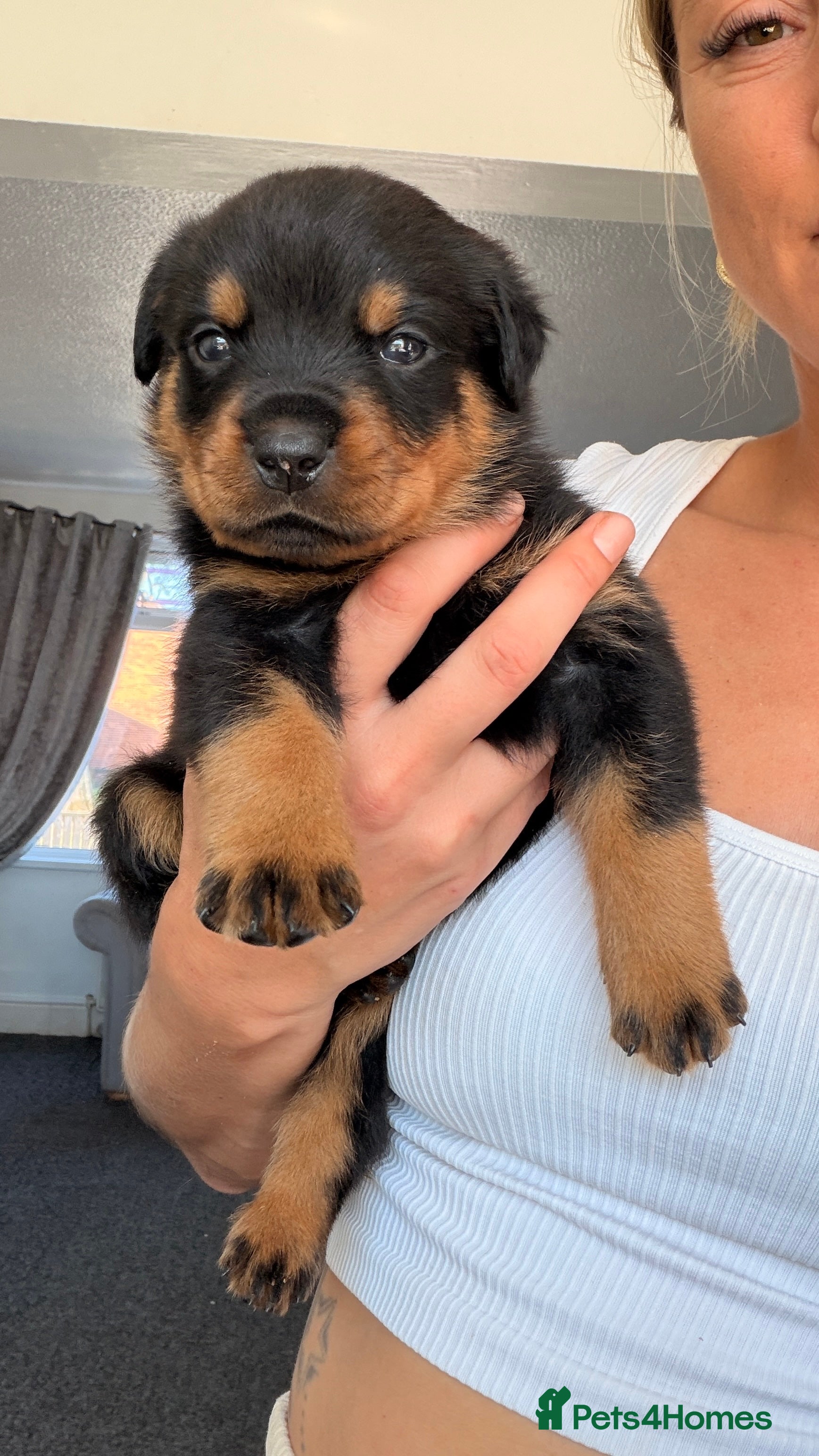 Rottweiler dogs ⭐️ KC registered Rottweiler puppies ⭐️ - Advert 2