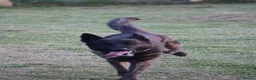 Belgian Shepherd Dog dogs for sale: DH male  - Advert 5