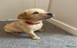 Labrador Retriever dogs for sale: Beautiful Labrador Puppies  in Cranleigh - Image 1