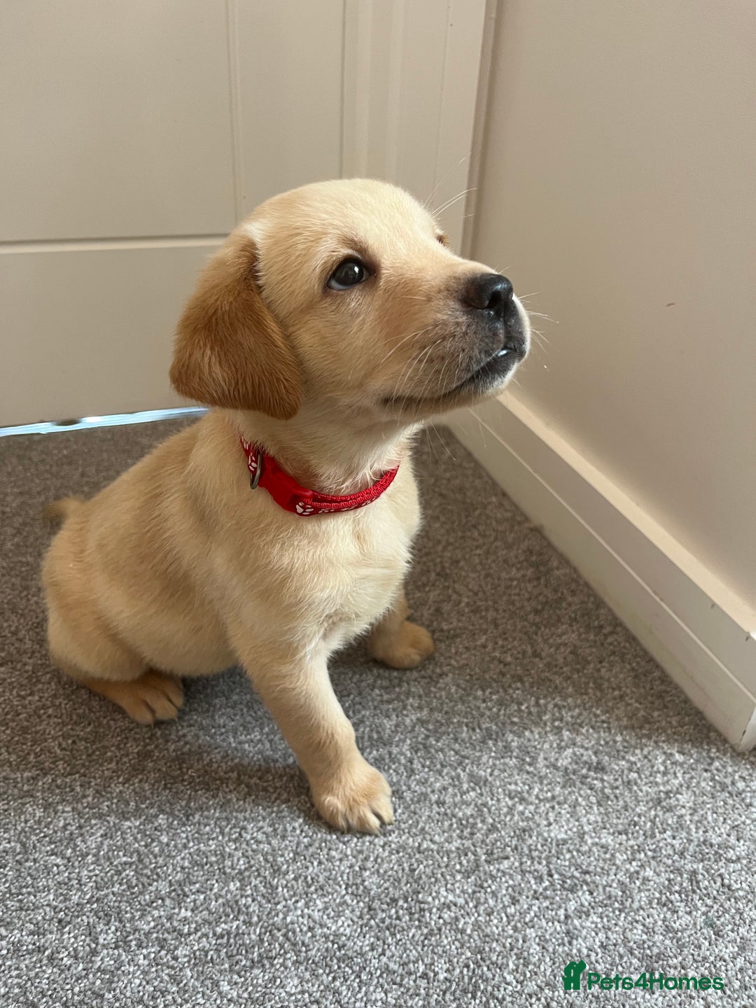Labrador Retriever dogs for sale: Beautiful Labrador Puppies  in Cranleigh - Image 1
