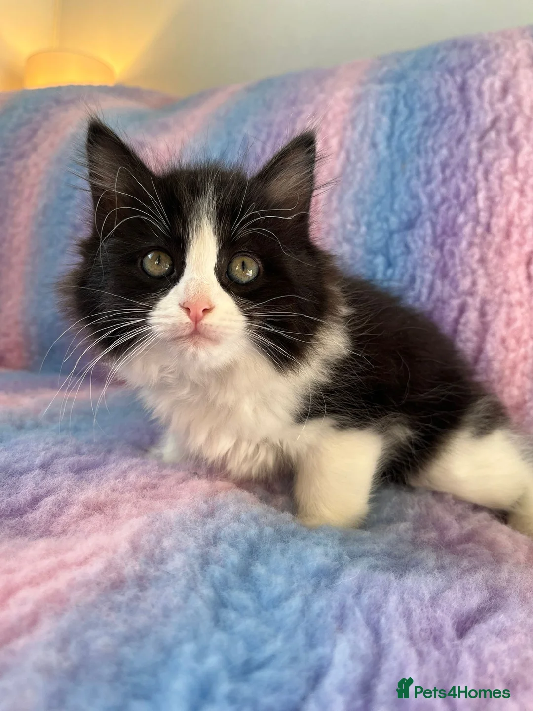 Ragdoll cats for sale: LAST HALF RAGDOLL KITTEN LEFT 🌸 - Advert 2