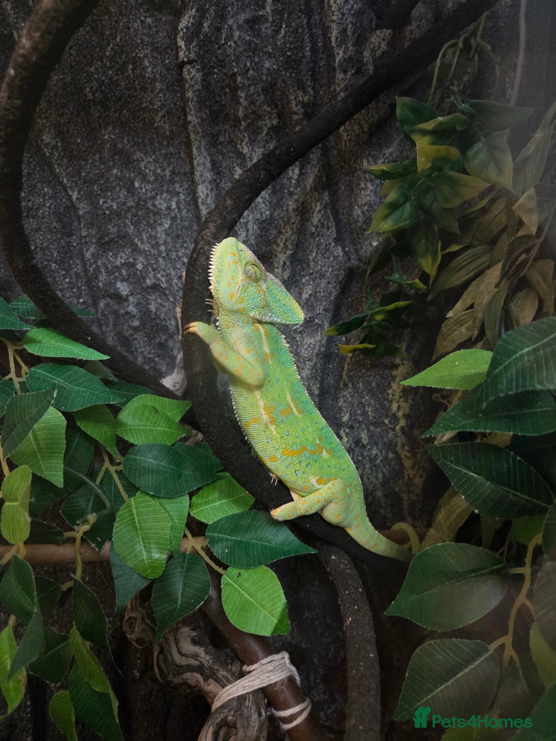 Chameleon reptiles for sale: Yemen and full setup - Advert 5