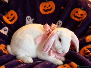 Mini Lion Lop rabbits Plush mini lop carriers - Advert 3