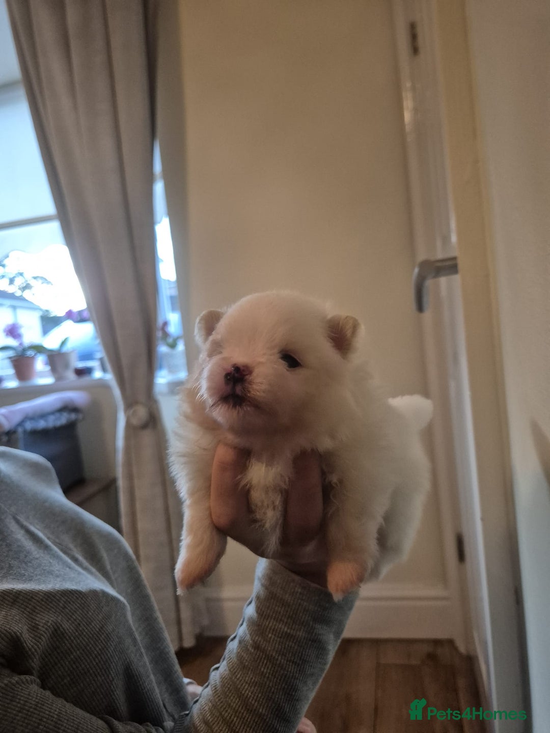 Pomeranian dogs for sale: Beautiful Pomeranian Puppies - Image 7