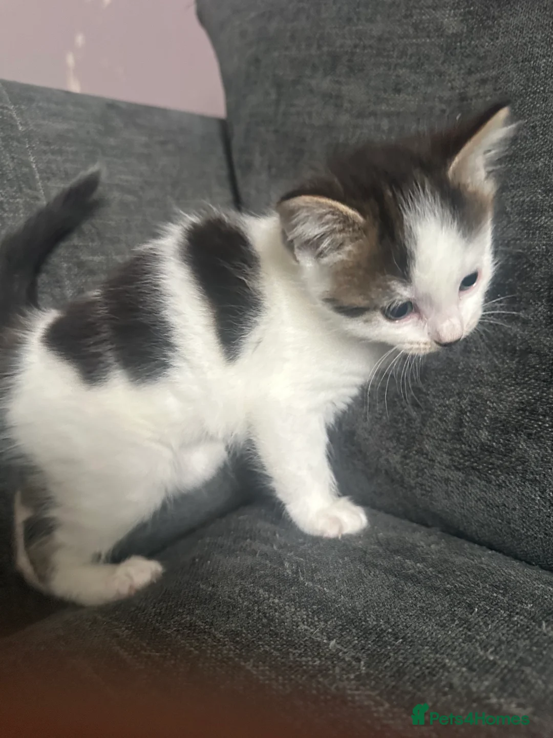 Mixed Breed cats for sale: Two Friendly Colourful Kittens - Advert 6