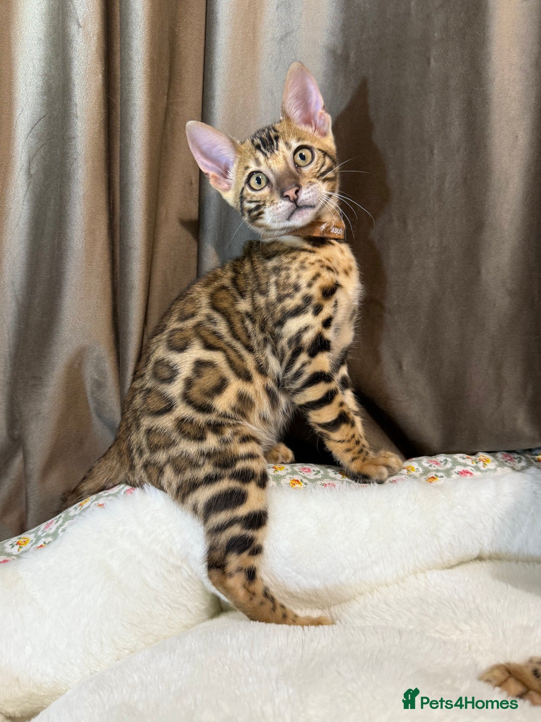 Bengal cats for sale: Adorable Bengal kittens - Image 1