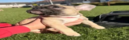 French Bulldog dogs for sale: French 🐶💙Bulldog Puppies🐶💙 - Advert 2