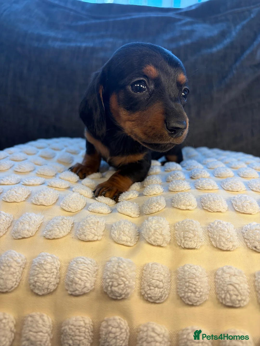 Miniature Dachshund dogs for sale: 🐾 KC Registered Miniature Dachshund Puppies 🐾 - Advert 16