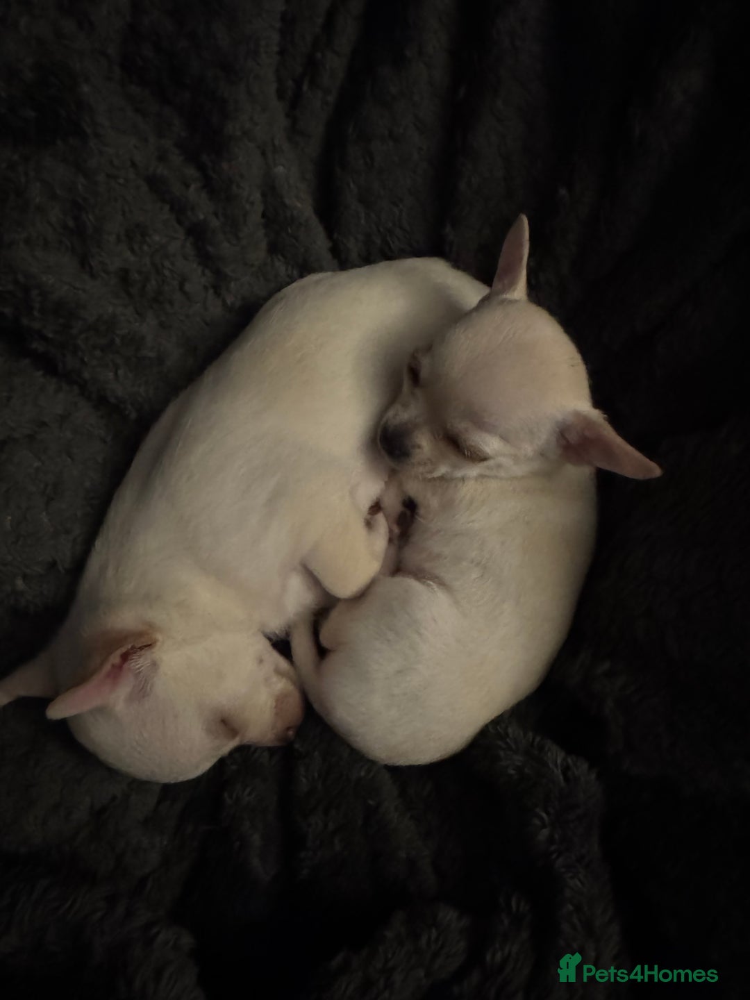Chihuahua dogs for sale: 2 beautiful white chihuahua girls  - Image 6