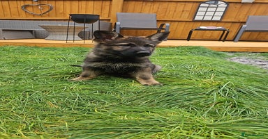 German Shepherd dogs - Advert 5