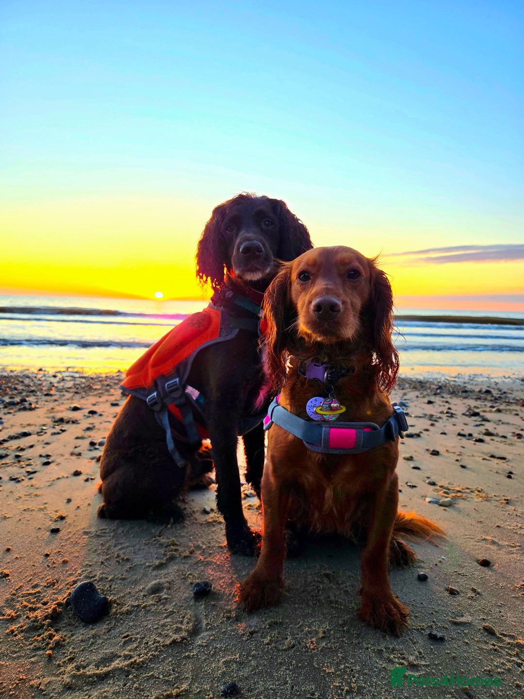 Cocker Spaniel dogs for sale: Stunning KC reg red working cocker pups - Advert 24