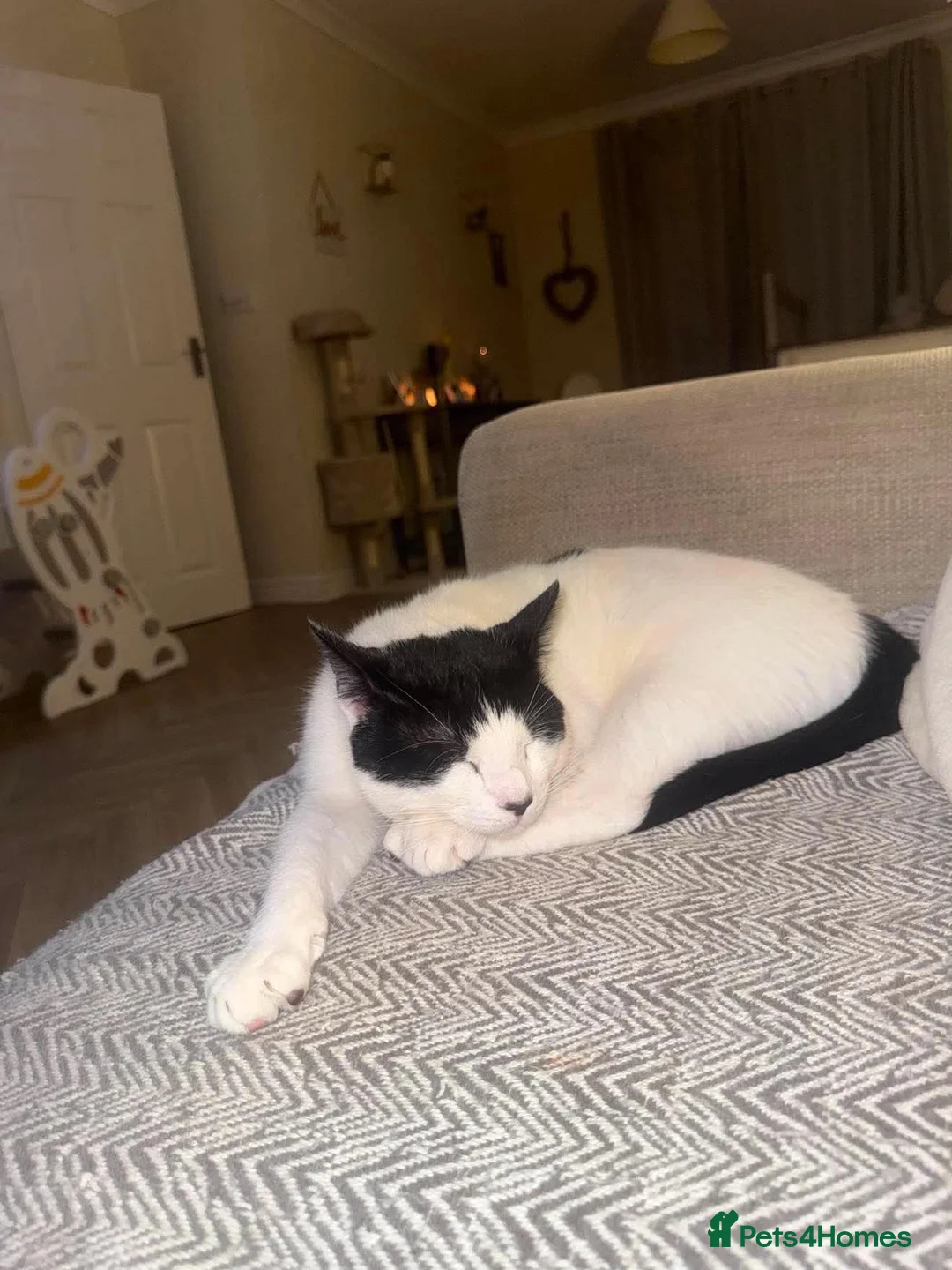 Mixed Breed cats for sale: Male neutered cat in Torquay - Advert 2