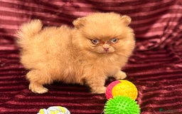 Pomeranian dogs for sale: Pom puppies ready now x - Image 5