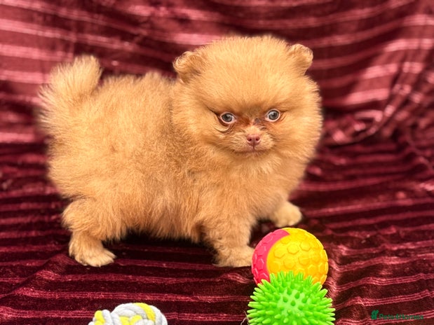 Pomeranian dogs - Advert 13