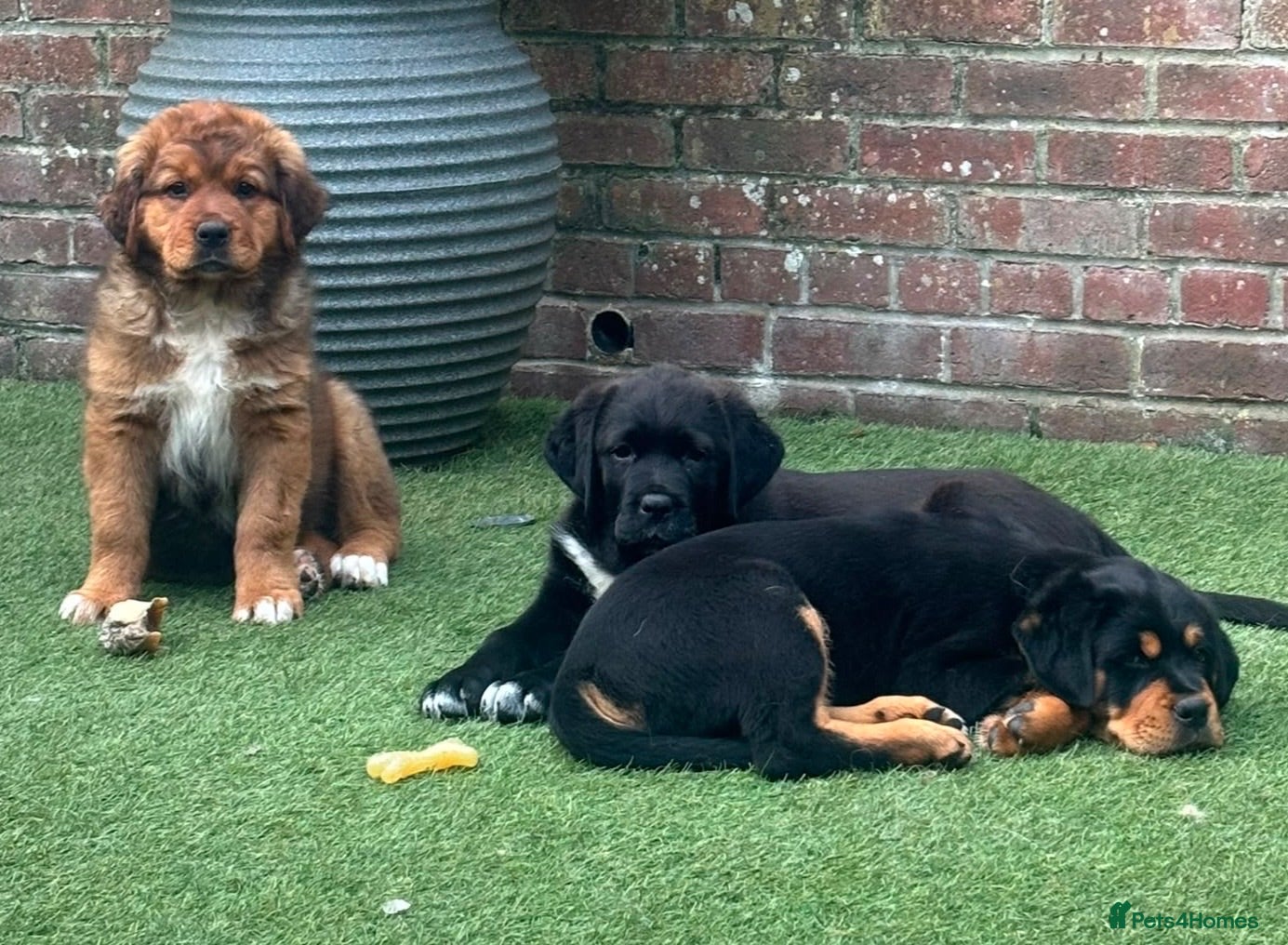 Mixed Breed dogs Central Asian Shepard x Rottweiler Puppies - Advert 2