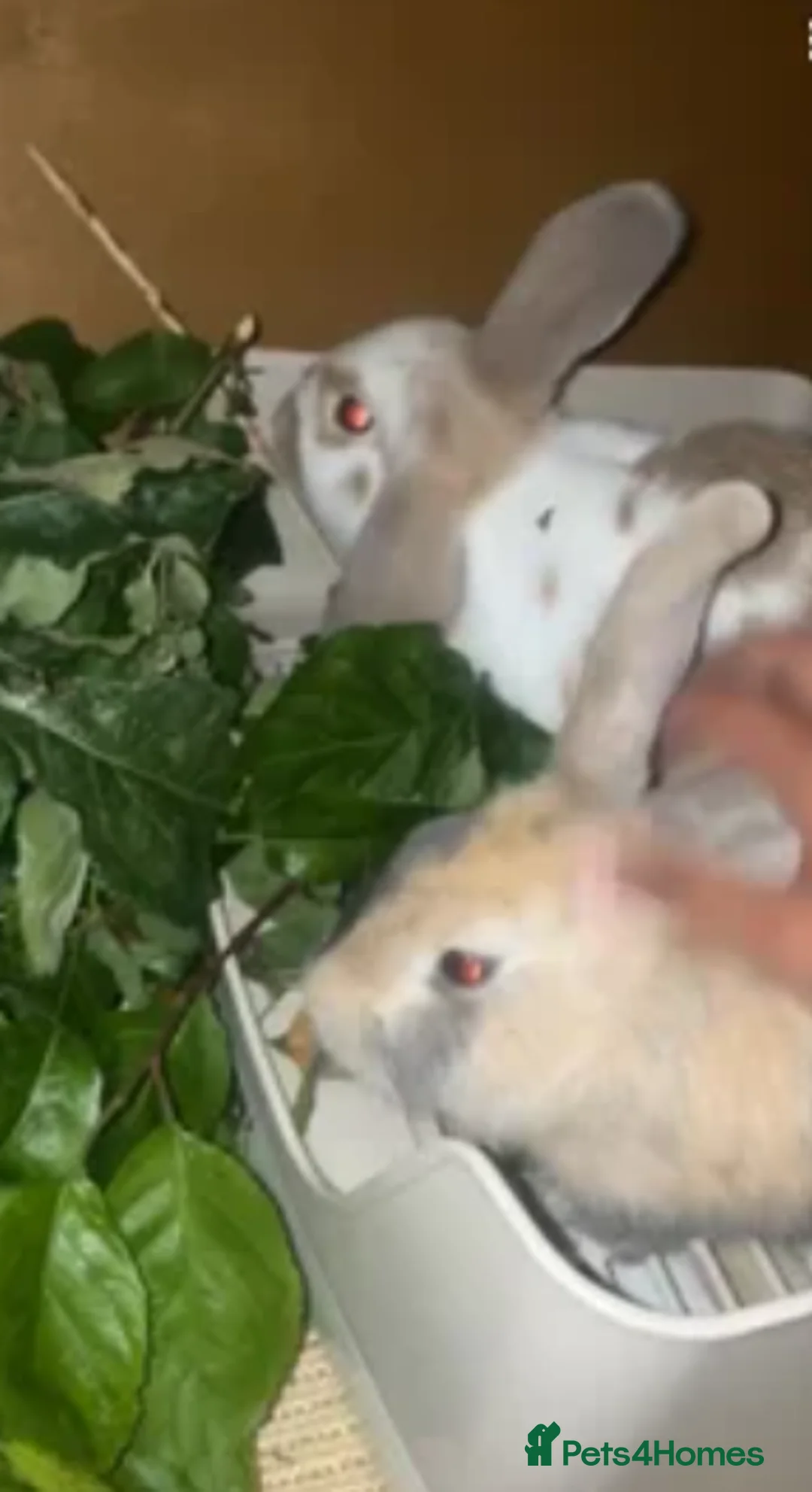 Mixed Breed rabbits for sale: Bonded Pair of Female Rabbits + Full Setup – £300 - Advert 6