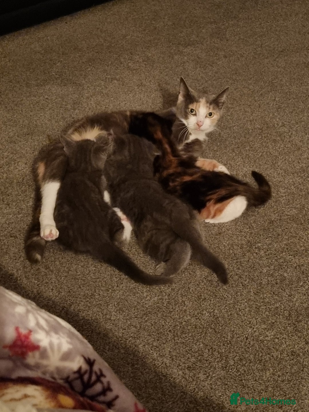 Mixed Breed cats for sale: Grey and white Kitten female - Advert 4