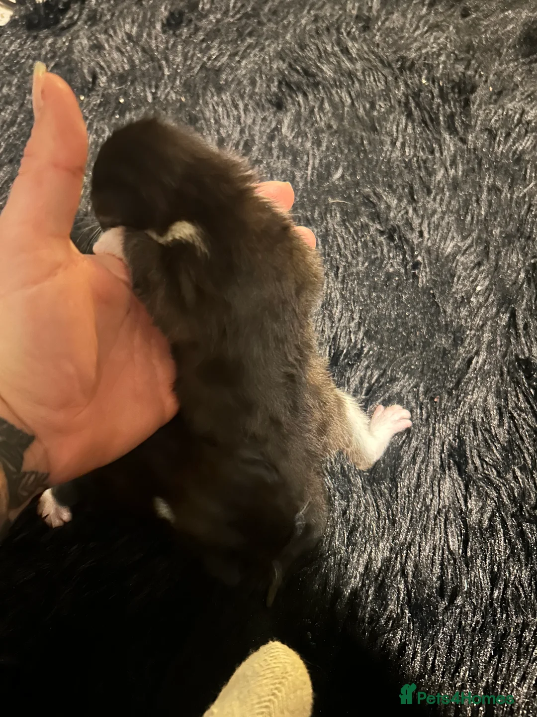 British Shorthair cats for sale: 3 black and white kittens  - Advert 2