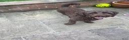 Cockapoo dogs for sale: 2x male cockapoos 1 golden 1 brown  in Northallerton - Advert 12