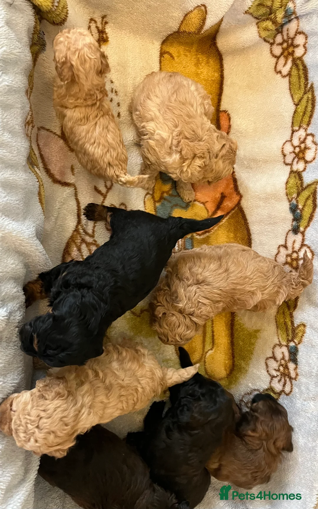 Shihpoo dogs for sale: 1 girl left shihpoo puppy fully vaccinated  - Advert 19