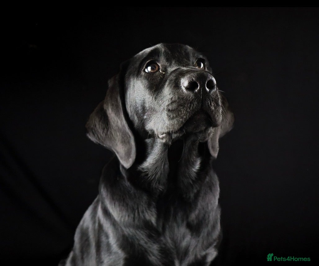 Labrador Retriever dogs 11 Month Old KC Black Lab Bitch - Advert 10