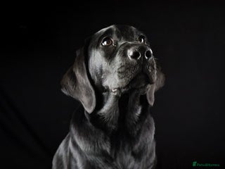 Labrador Retriever dogs 11 Month Old KC Black Lab Bitch - Advert 1