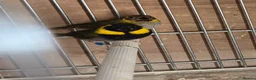 Parakeets birds for sale: Finches canarys doves parakeets parrots  - Advert 5