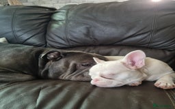 Olde English Bulldogge dogs for stud: Dog's name D.j  - Image 7