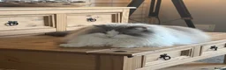 Ragdoll cats for sale: Male Ragdoll in Yeovil - Advert 5