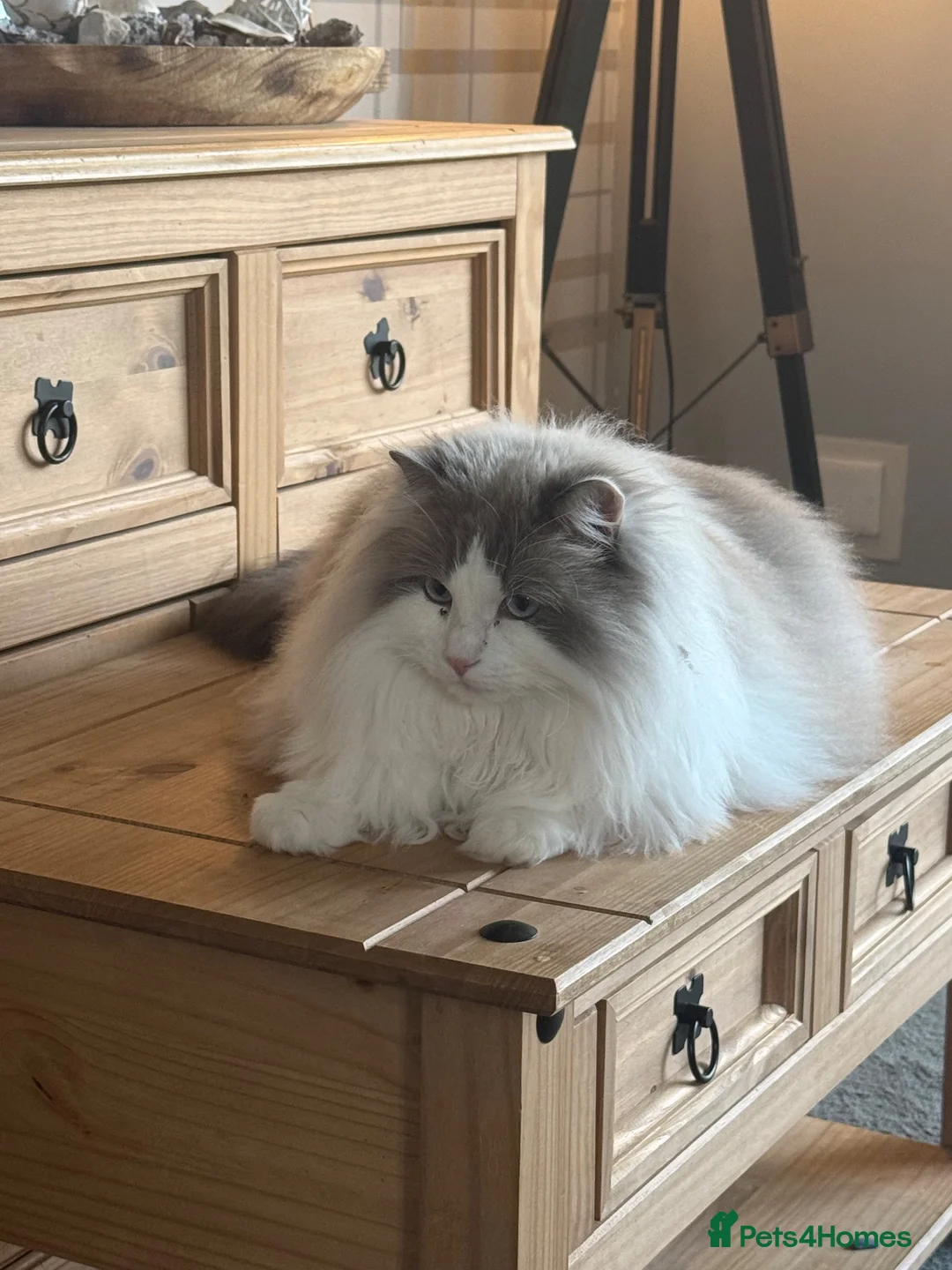 Ragdoll cats for sale: Male Ragdoll in Yeovil - Advert 5