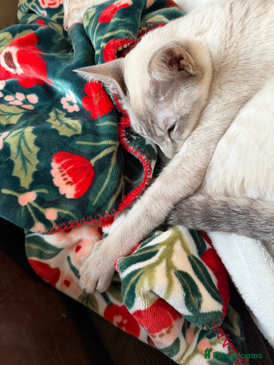 Siamese cats for sale: Siamese kitten  - Advert 7