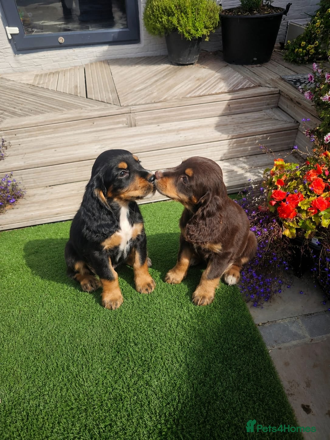 Cocker Spaniel dogs Cocker spaniel puppies ready to go  - Advert 2