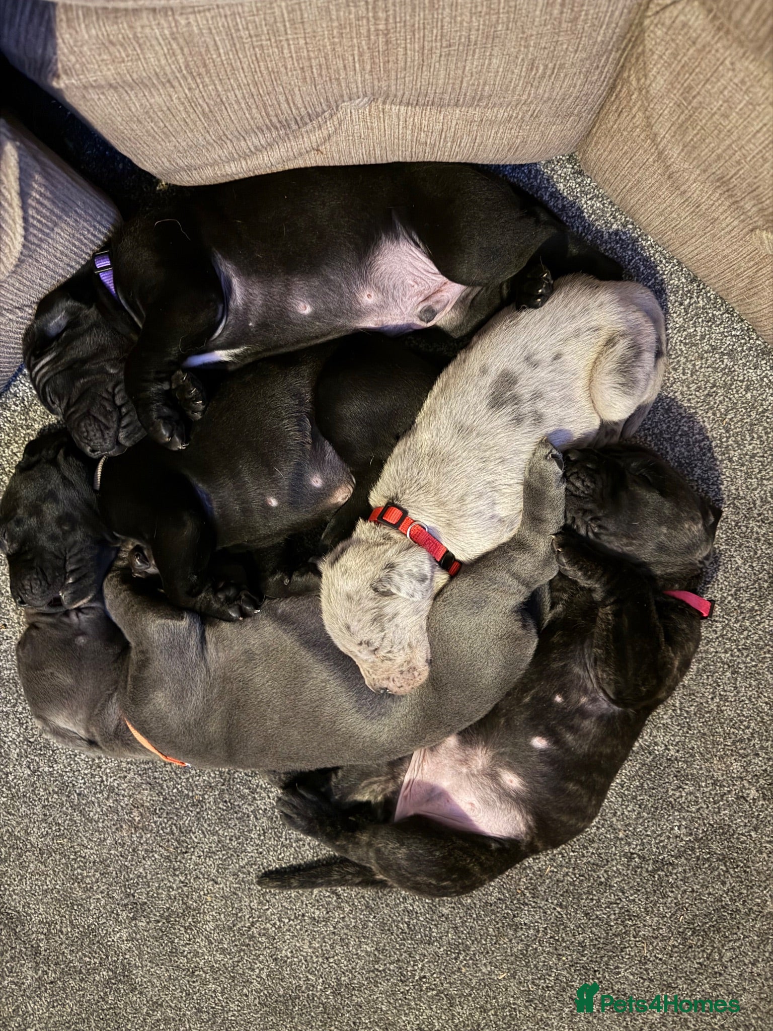 Cane Corso dogs chunky cane corso puppies  - Advert 18