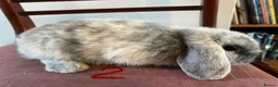Mini Lop rabbits for sale: Beautiful Mini Lop Babies in Loughborough - Advert 14