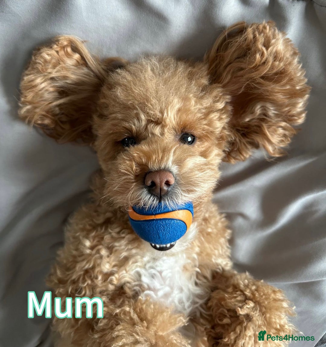 Toy Poodle dogs for sale: Adorable Playful Toy Poodles - 3 Boys Left - Image 16